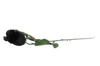 Rose schwarz 65cm geschlossen, VPE600